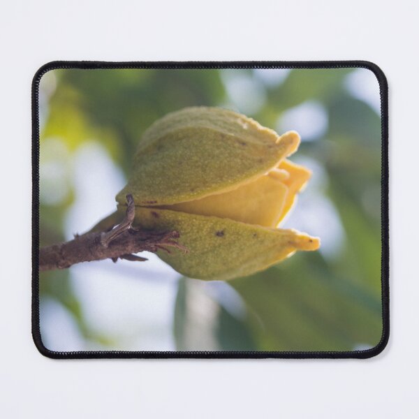 Item preview, Soursop designed and sold by ROSE ANN BANILAR.