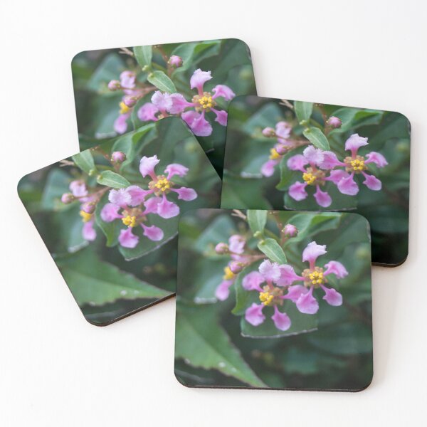 Item preview, Barbados cherry plant Flowers designed and sold by ROSE ANN BANILAR.