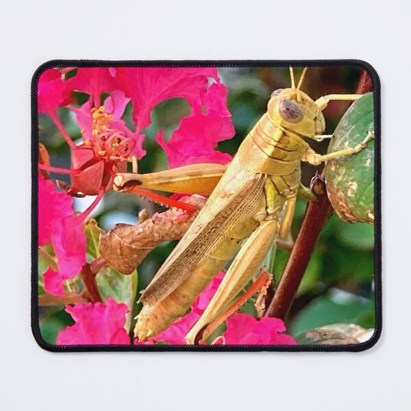 Item preview, Grasshopper designed and sold by Courtney Croxall.