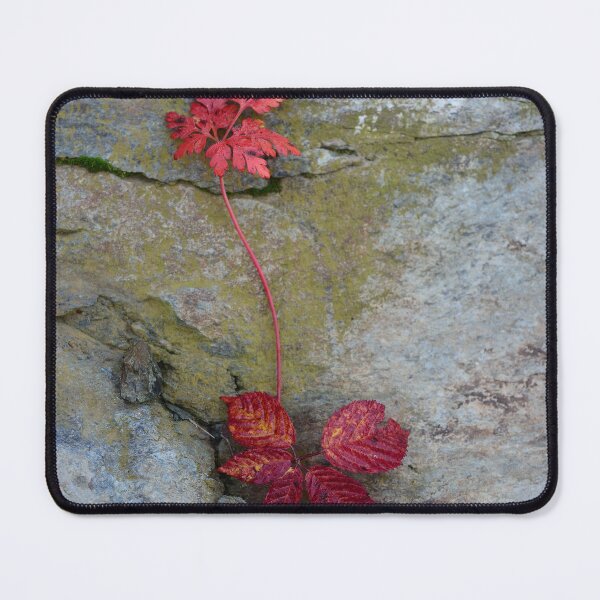Item preview, Red Leaves Growing Through Rock – Minimal Nature Contrast designed and sold by onubi.