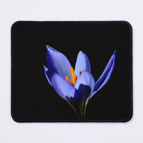 Item preview, Purple Crocus Flower on Black Background designed and sold by onubi.