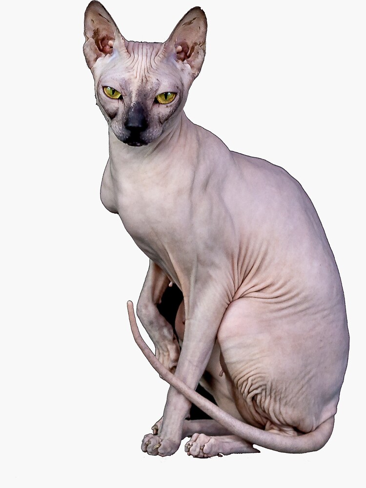 Sphynx Cat
