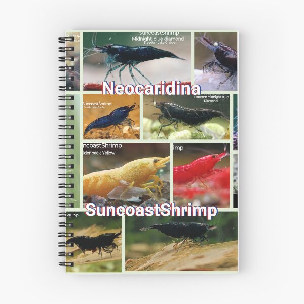Item preview, Neocaridina Shrimp designed and sold by SuncoastShrimp.