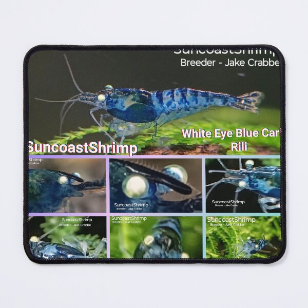 Item preview, White Eye Blue Carbon Rili Neocaridina Shrimp designed and sold by SuncoastShrimp.