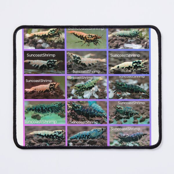 Item preview, Boa Caridina designed and sold by SuncoastShrimp.