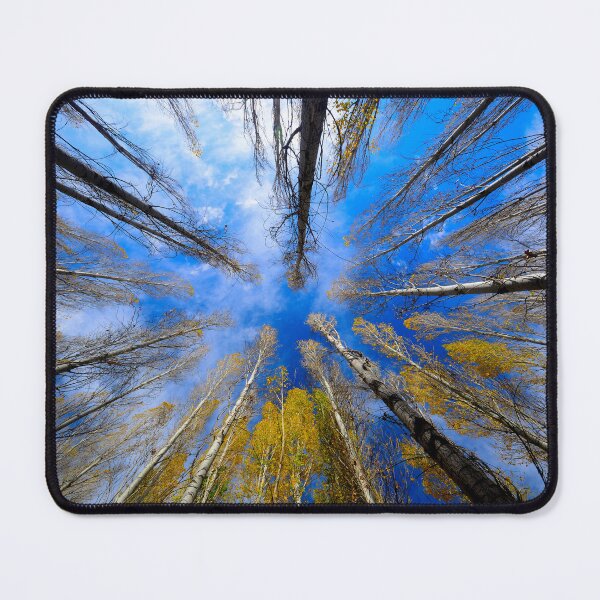 Item preview, Autumn Trees Reaching Toward Blue Sky designed and sold by onubi.