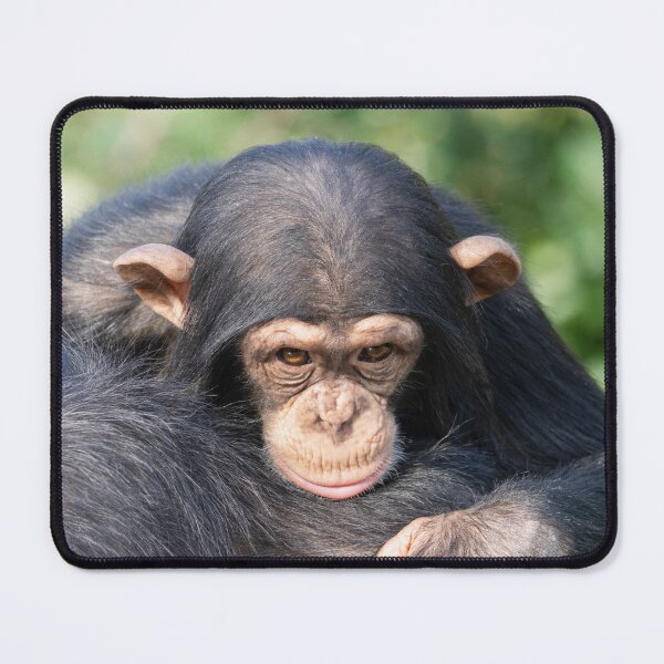 Item preview, Baby Chimp Connection designed and sold by rawshutterbug.