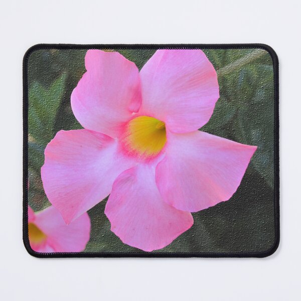 Item preview, Brazilian Jasmine Against Textured Background designed and sold by BostonArcImage.