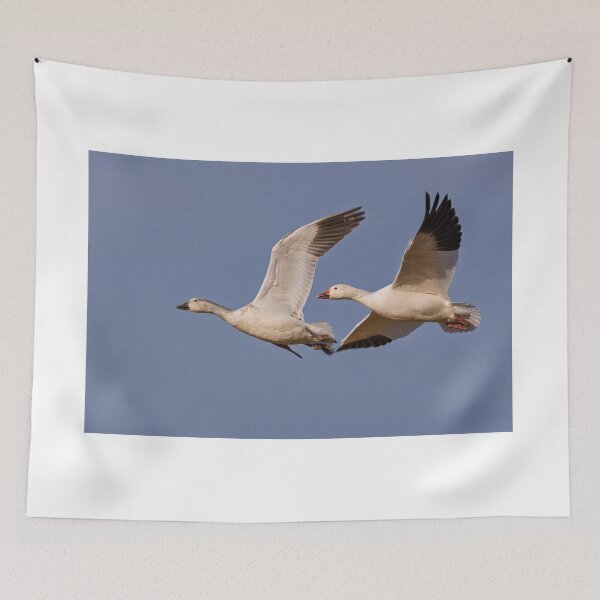 Item preview, Juvenile and Adult Snow Geese designed and sold by Gerard Fornarotto.