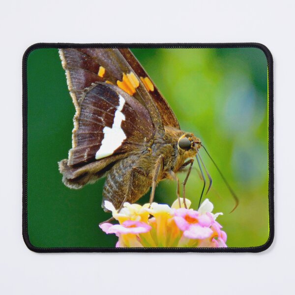 Item preview, Silver-spotted Skipper Butterfly Sipping Flower Nectar designed and sold by AMacGPhilly.