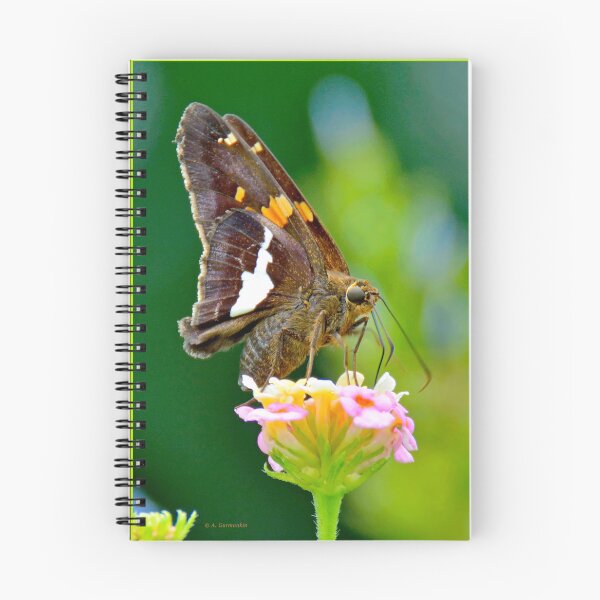 Item preview, Silver-spotted Skipper Butterfly Sipping Flower Nectar designed and sold by AMacGPhilly.