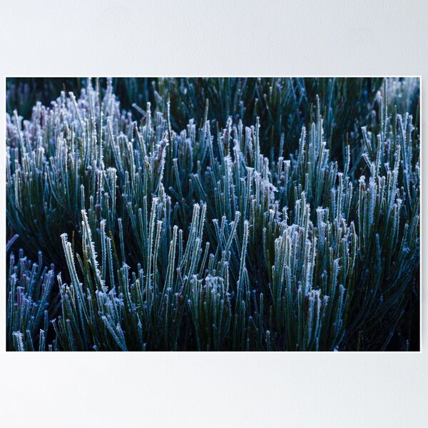 Item preview, Blackheath morning designed and sold by Willscape.