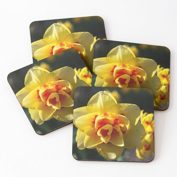 Item preview, Narcissus Daffodil in a sunlit garden designed and sold by lisavonbiela.