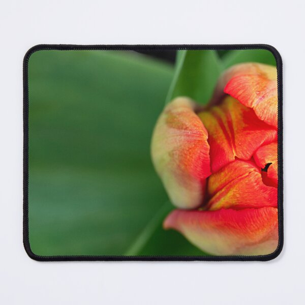 Item preview, Closeup of tip of tulip bud designed and sold by lisavonbiela.