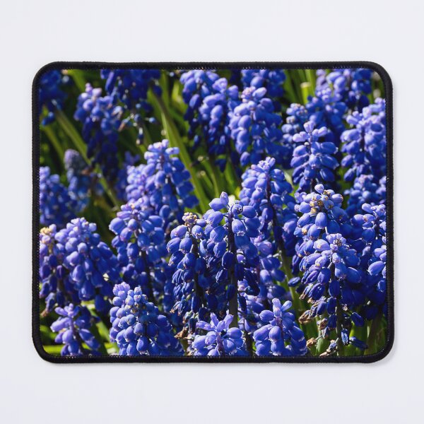 Item preview, Grape Hyacinth blooming in the spring sun designed and sold by lisavonbiela.