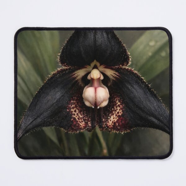 Item preview, Dracula Orchid Flower designed and sold by scicilysimonee.