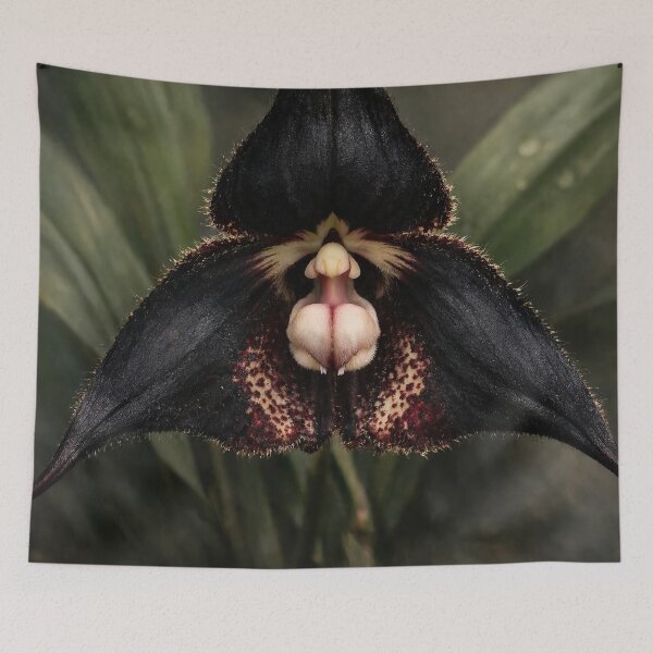Artikelvorschau, Dracula-Orchideenblüte entworfen und verkauft von scicilysimonee.