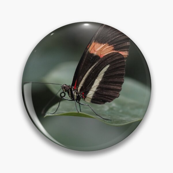 Item preview, Heliconius Doris designed and sold by MS.photo.