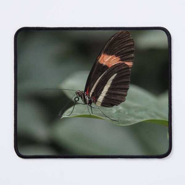 Item preview, Heliconius Doris designed and sold by MS.photo.
