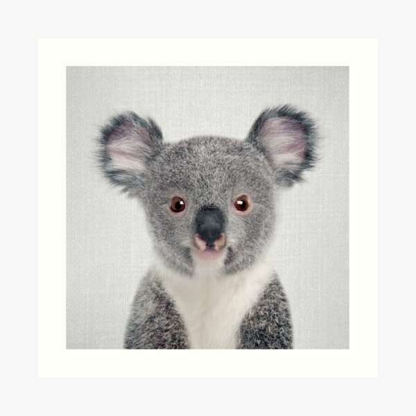Baby Koala - Colorido Lámina artística