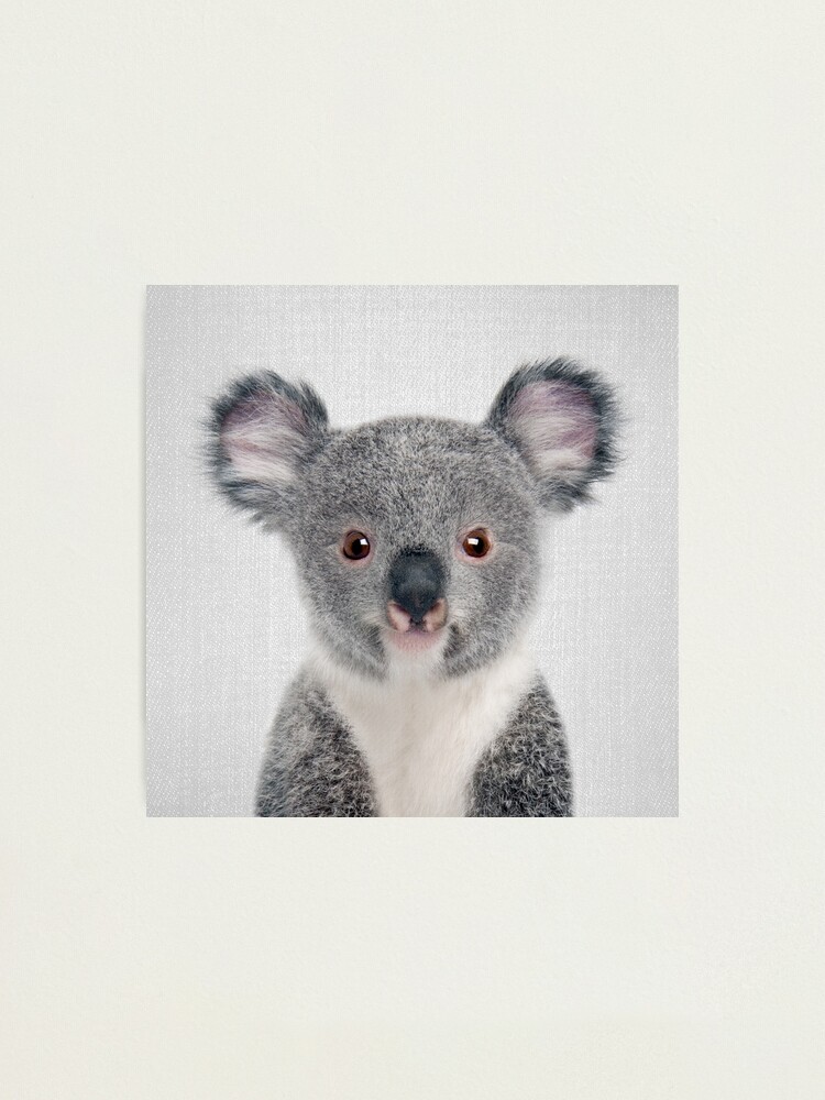Vista alternativa de Lámina fotográfica Baby Koala - Colorido