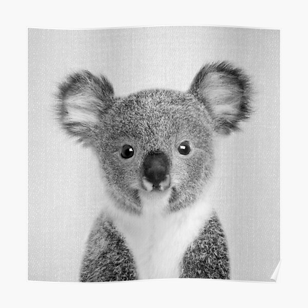 Koala bebé - blanco y negro Póster