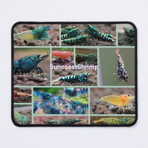 Item preview, Caridina Shrimp photos  designed and sold by SuncoastShrimp.