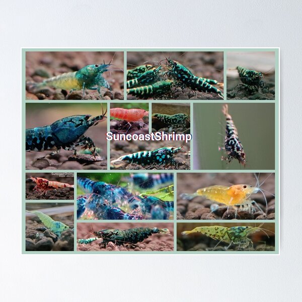 Item preview, Caridina Shrimp photos  designed and sold by SuncoastShrimp.