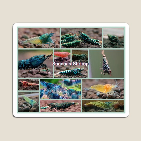 Item preview, Caridina Shrimp photos  designed and sold by SuncoastShrimp.