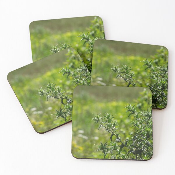 Item preview, Green Spiky Thistle Plant In Sunlit Meadow With Sharp Leaves And Natural Texture designed and sold by Nmallia.
