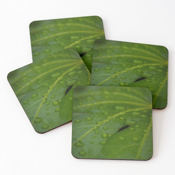 Item preview, Fresh After Misting designed and sold by Jordan-K-Photo.