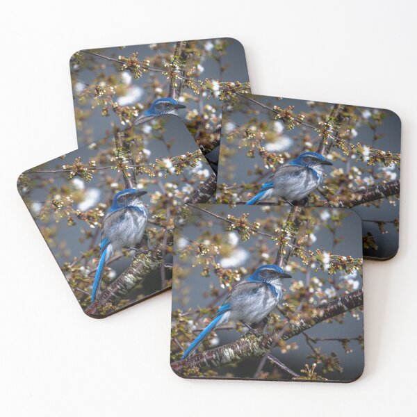 Item preview, Scrub Jay Resting designed and sold by Jordan-K-Photo.
