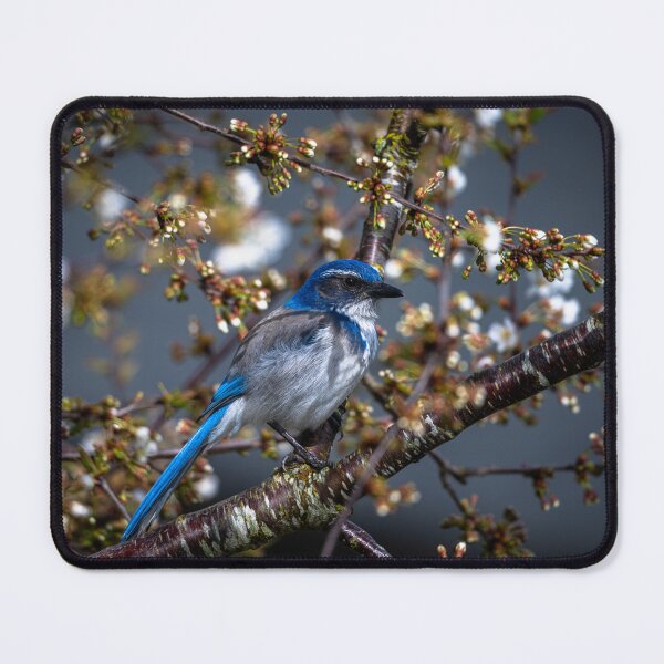 Item preview, Scrub Jay Resting designed and sold by Jordan-K-Photo.
