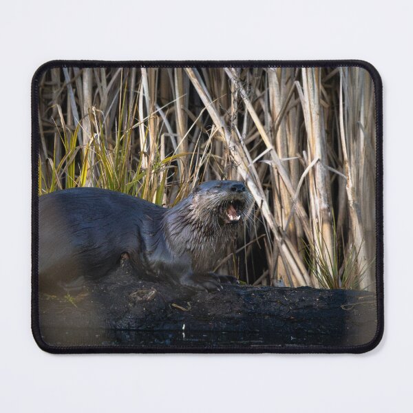 Item preview, Mid-Swim Snack designed and sold by Jordan-K-Photo.