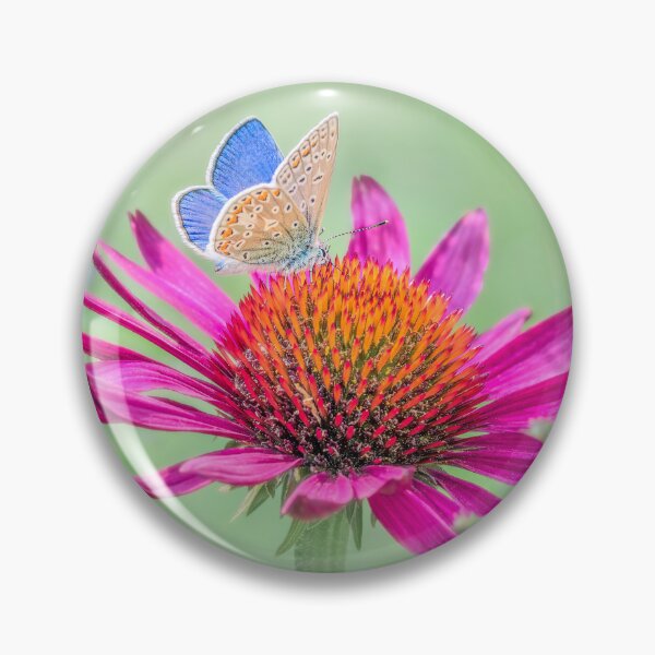Item preview, Common blue butterfly perched on an Echinacea flower designed and sold by Mihaela Limberea.