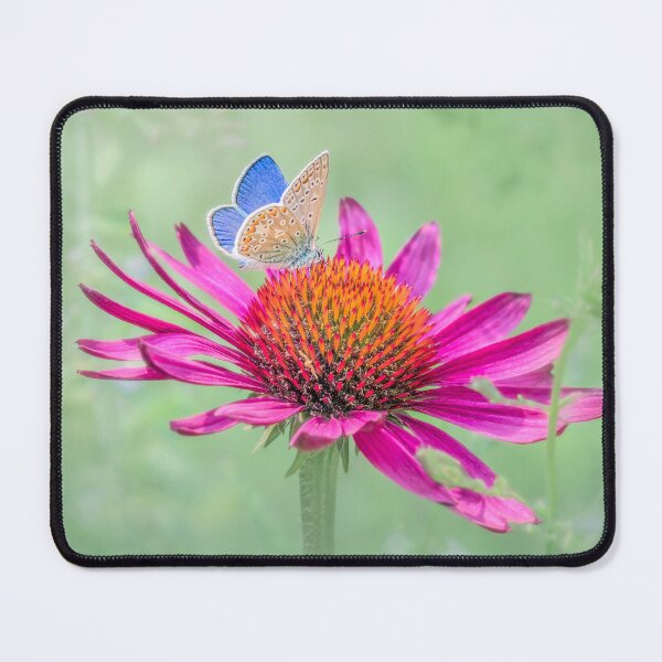 Item preview, Common blue butterfly perched on an Echinacea flower designed and sold by Mihaela Limberea.