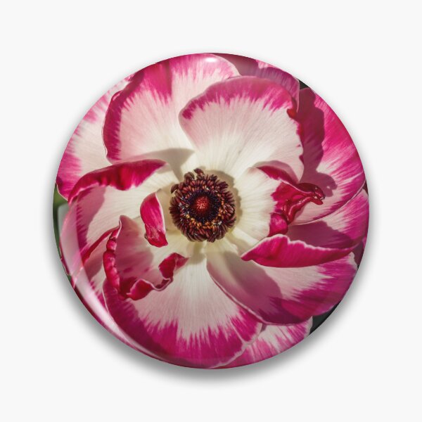 Item preview, Magenta‑Edged White Bloom — Macro Floral Photograph designed and sold by Claire_Brown.