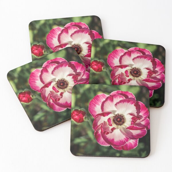 Item preview, Magenta‑Edged White Bloom — Macro Floral Photograph designed and sold by Claire_Brown.
