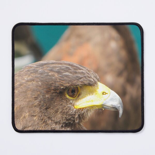 Item preview, Close-Up Portrait Of A Hawk With Sharp Beak And Intense Eye In Wildlife Setting designed and sold by Nmallia.