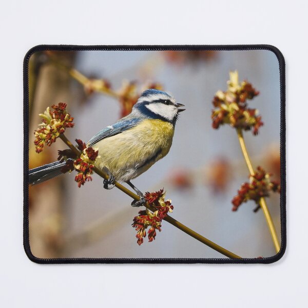 Item preview, Portrait of a titmouse on a spring branch. designed and sold by NaturePhotography.