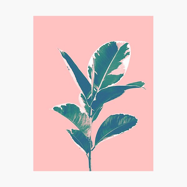 Item preview, Ficus Elastica Finesse #3 #tropical #foliage #decor #art  designed and sold by Anita's & Bella's Art.