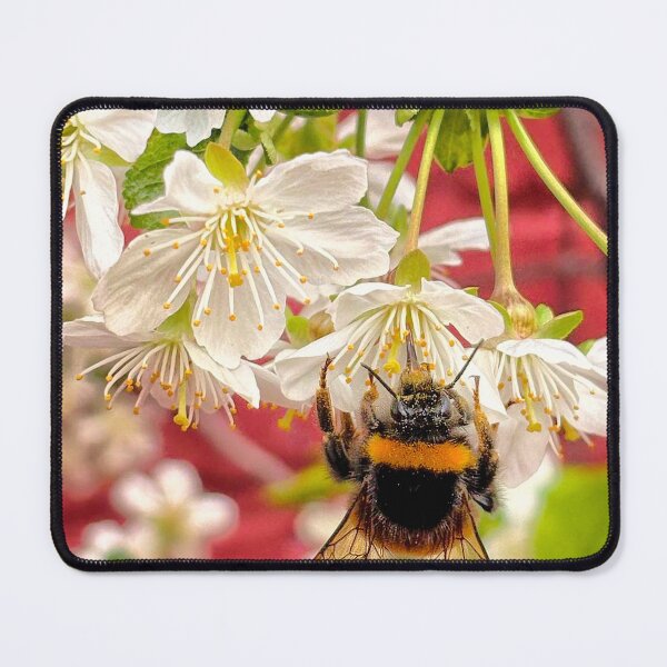 Item preview, Bumblebee gathering pollen from a Cherry Tree designed and sold by Violaman.