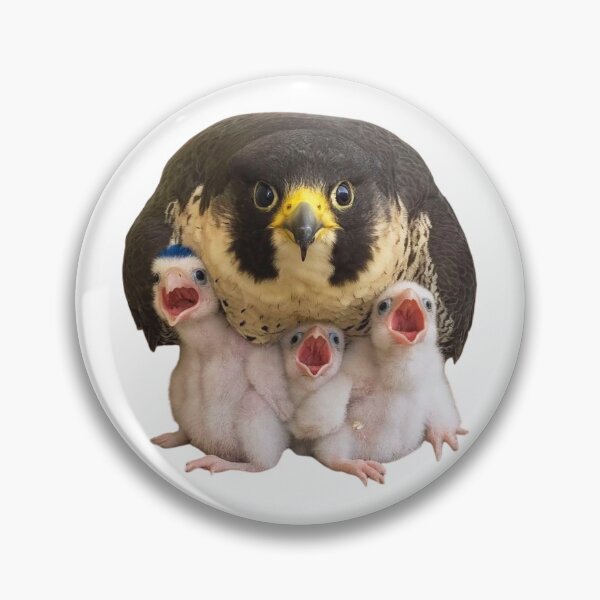 Item preview, Hawk with sons designed and sold by di-Vera-Rosati.