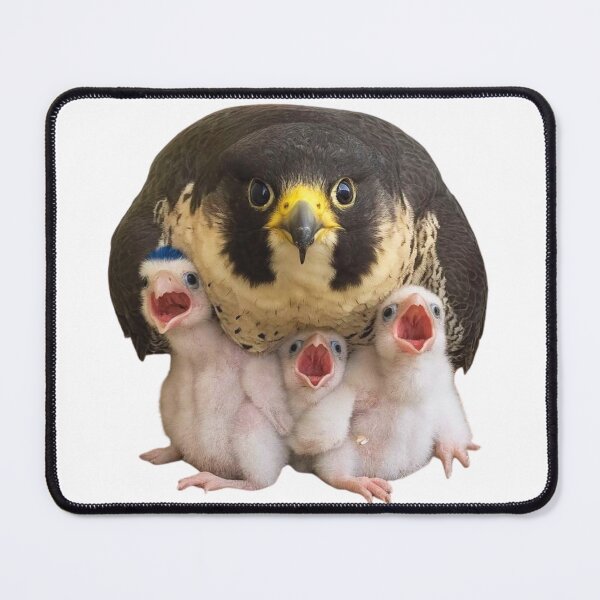 Item preview, Hawk with sons designed and sold by di-Vera-Rosati.