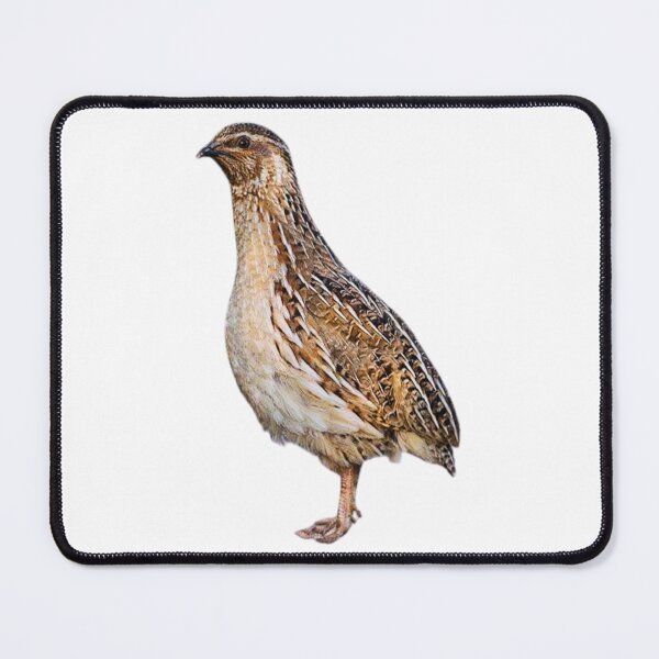 Item preview, Quail designed and sold by di-Vera-Rosati.