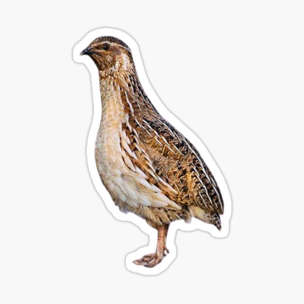 Item preview, Quail designed and sold by di-Vera-Rosati.