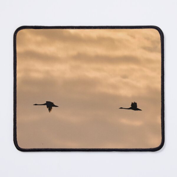 Item preview, Swans in flight against the backdrop of clouds in the rays of the setting sun. designed and sold by NaturePhotography.