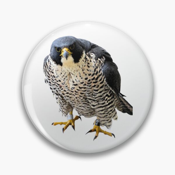 Item preview, Angry hawk designed and sold by di-Vera-Rosati.