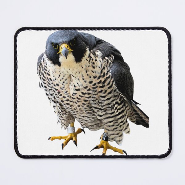 Item preview, Angry hawk designed and sold by di-Vera-Rosati.