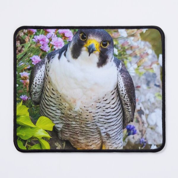 Item preview, Hawk on a stone designed and sold by di-Vera-Rosati.